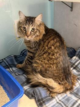Domestic Long Hair Cats Available for Adoption - Martin | PetCurious