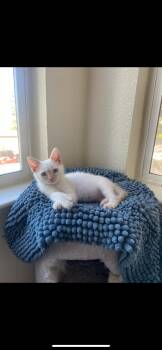 Rescue Domestic Short Hair Cats for Adoption in Penryn, California - Ghost | PetCurious