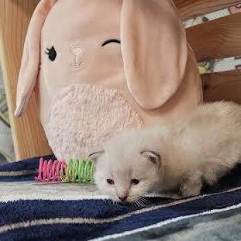Domestic Short Hair Cats Available for Adoption in Lynchburg, Virginia - Dominic | PetCurious