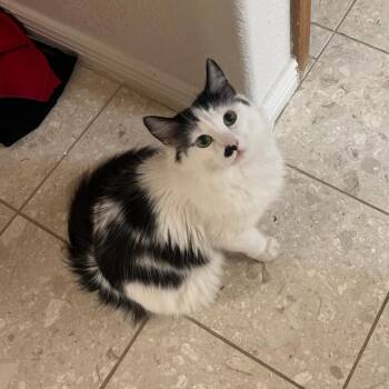 Bell Bottoms -  Domestic Medium Hair Cat for Adoption in Tempe, Arizona - Bell Bottoms | PetCurious