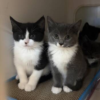 Domestic Short Hair Cats Available for Adoption in Potomac, Maryland - Betty | PetCurious