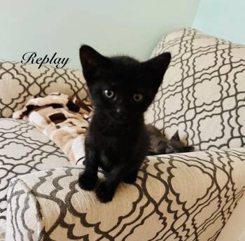 Replay -  Domestic Short Hair Cat for Adoption - Replay | PetCurious