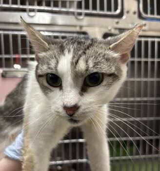 Saturn -  Domestic Short Hair Cat for Adoption in San Antonio, Texas - Saturn | PetCurious
