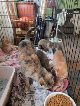 Emerald -  Domestic Short Hair Cat for Adoption in Rice Lake, Wisconsin - Emerald | PetCurious