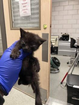 Domestic Short Hair Cats Available for Adoption in Dallas, Texas - RETRO | PetCurious