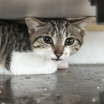 Sploink -  Domestic Short Hair Cat for Adoption in Louisville, Kentucky - Sploink | PetCurious