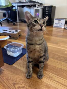 Domestic Short Hair Cats Available for Adoption - Tamagotchi | PetCurious