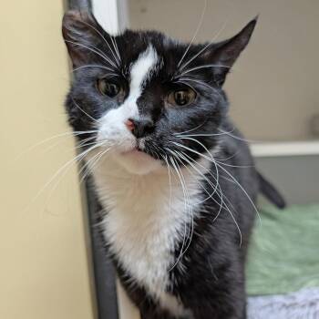 Domestic Short Hair Cats Available for Adoption - Belinda | PetCurious