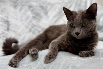 Domestic Short Hair Cats Available for Adoption in Gary, Indiana - Tinkerbell | PetCurious