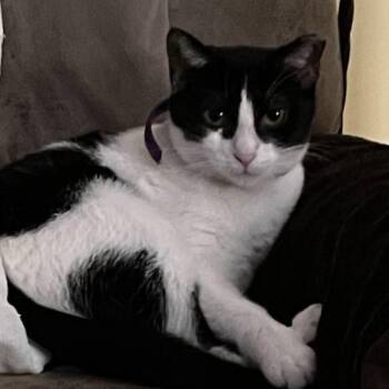 Rescue Domestic Short Hair Cats for Adoption in Mokena, Illinois - Jooney | PetCurious