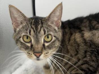 Charles -  Domestic Short Hair Cat for Adoption in Portland, Oregon - Charles | PetCurious