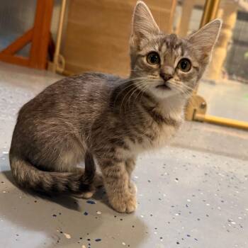Sera -  Domestic Short Hair Cat for Adoption in Tustin, California - Sera | PetCurious