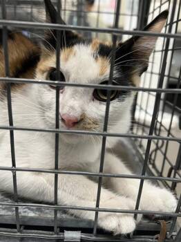 ANN -  Domestic Short Hair Cat for Adoption in Las Vegas, Nevada - ANN | PetCurious