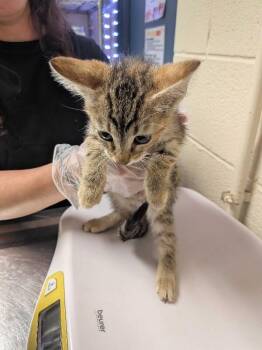Millicent -  Domestic Short Hair Cat for Adoption in Cincinnati, Ohio - Millicent | PetCurious