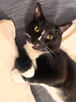 Rescue Domestic Short Hair Cats for Adoption in Westwood, New Jersey - Onyx | PetCurious