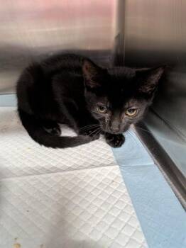 TANI -  Domestic Short Hair Cat for Adoption in Westminster, Maryland - TANI | PetCurious