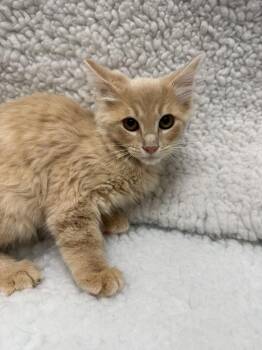 Liberty -  Domestic Long Hair Cat for Adoption in Little Elm, Texas - Liberty | PetCurious