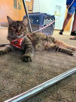 Barbie -  Domestic Long Hair Cat for Adoption in Gouverneur, New York - Barbie | PetCurious