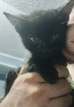 Noctus (Available for pre-adoption) -  Domestic Short Hair Cat for Adoption in Camden, South Carolina - Noctus (Available For Pre-adoption) | PetCurious