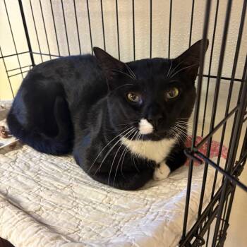 Rescue Domestic Short Hair Cats for Adoption in Pennsville Township, New Jersey - General | PetCurious