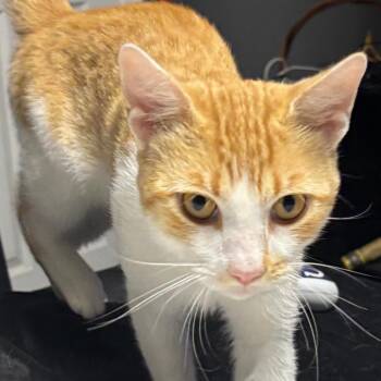 Glenn -  Domestic Short Hair Cat for Adoption in Indianapolis, Indiana - Glenn | PetCurious