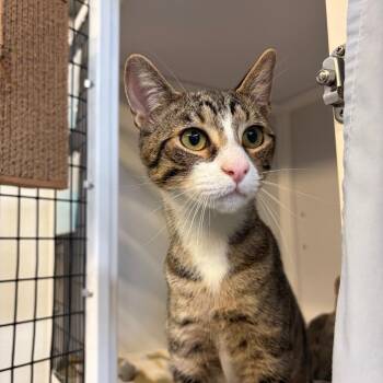 Figaro -  Domestic Short Hair Cat Available for Adoption in Sarasota, Florida - Figaro | PetCurious