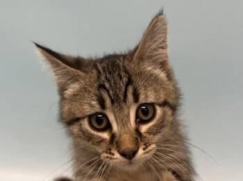 Neptune -  Domestic Short Hair Cat for Adoption in Woodbury, Minnesota - Neptune | PetCurious