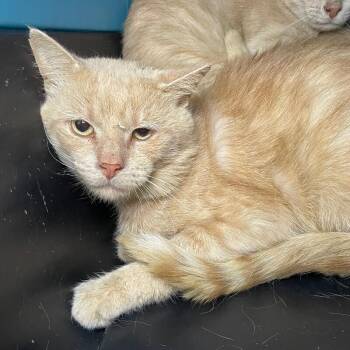 Ellis -  Domestic Short Hair Cat for Adoption in Roanoke, Virginia - Ellis | PetCurious