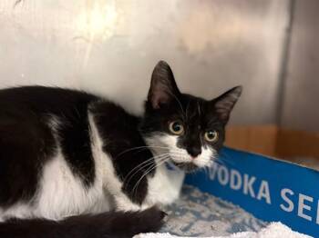 WILBUR -  Domestic Short Hair Cat for Adoption in Fort Wayne, Indiana - WILBUR | PetCurious
