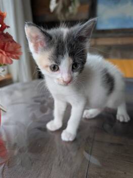 MOIRA -  Domestic Short Hair Cat for Adoption in Colorado Springs, Colorado - MOIRA | PetCurious