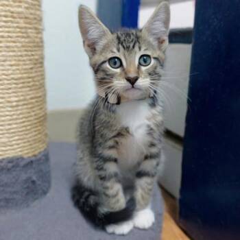 Rescue Domestic Short Hair Cats for Adoption in Dahlonega, Georgia - Gary | PetCurious