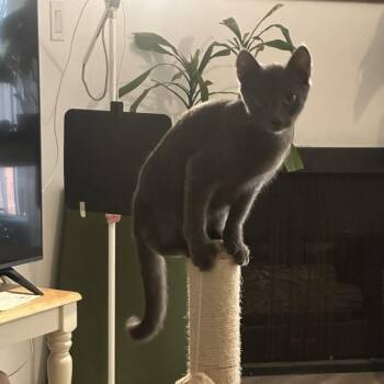 Brawny -  Domestic Short Hair Cat for Adoption in Los Angeles, California - Brawny | PetCurious