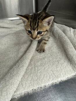 DEMI -  Domestic Short Hair Cat for Adoption in Grand Prairie, Texas - DEMI | PetCurious