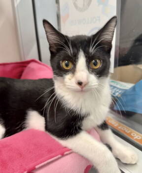 Rescue Domestic Short Hair Cats for Adoption in Ball Ground, Georgia - Link | PetCurious