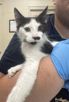 Nugget -  Domestic Short Hair Cat for Adoption in Fishers, Indiana - Nugget | PetCurious