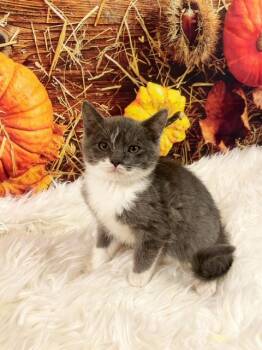 Rescue Domestic Long Hair Cats for Adoption in Tehachapi, California - Leo | PetCurious