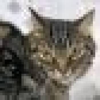 Domestic Short Hair Cats Available for Adoption in Las Vegas, Nevada - Violet Sky | PetCurious