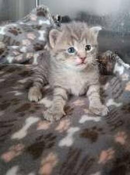 MISU -  American Shorthair Cat for Adoption in Seymour, Indiana - MISU | PetCurious