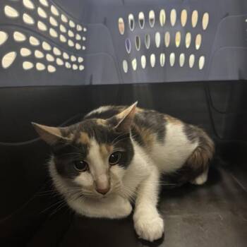 Dhalia -  Domestic Short Hair Cat for Adoption in Des Moines, Iowa - Dhalia | PetCurious