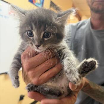 Domestic Medium Hair Cats Available for Adoption in Corinth, Mississippi - Fuzzy | PetCurious