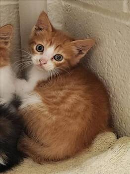 BAGUETTE -  Domestic Short Hair Cat for Adoption in Hagerstown, Maryland - BAGUETTE | PetCurious