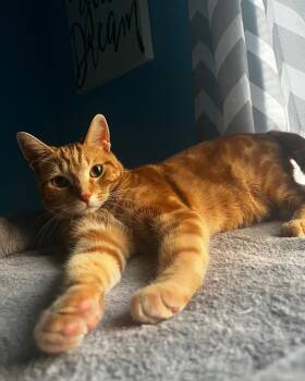 Rescue Domestic Short Hair Cats for Adoption in New Baltimore, Michigan - Ron | PetCurious