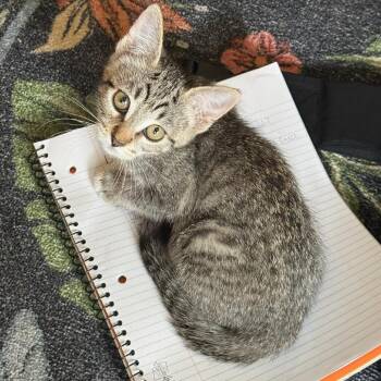 Namira -  Domestic Short Hair Cat for Adoption in Los Angeles, California - Namira | PetCurious