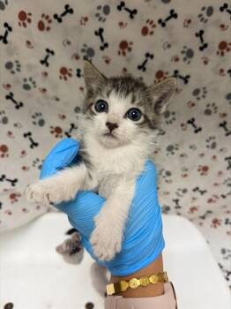 OTTER -  Domestic Short Hair Cat for Adoption in Riverside, California - OTTER | PetCurious