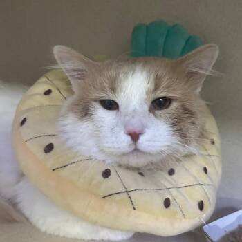 Dusty -  Domestic Medium Hair Cat for Adoption in New York, New York - Dusty | PetCurious