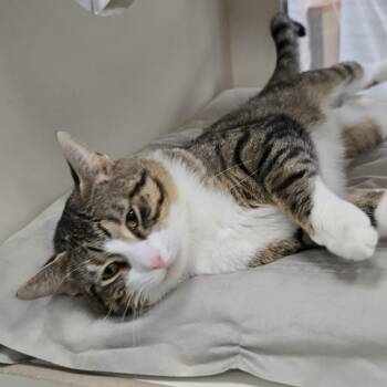 Tiro -  Domestic Short Hair Cat for Adoption in Mokena, Illinois - Tiro | PetCurious