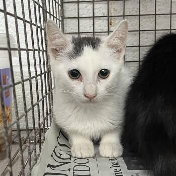 Charolette -  Domestic Short Hair Cat Available for Adoption in Edinburg, Texas - Charolette | PetCurious
