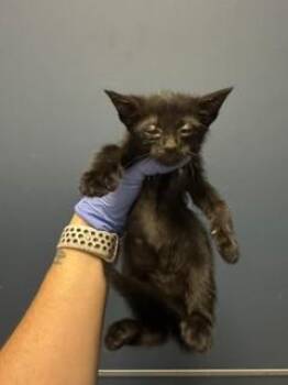 LILO -  Domestic Short Hair Cat for Adoption in Doral, Florida - LILO | PetCurious