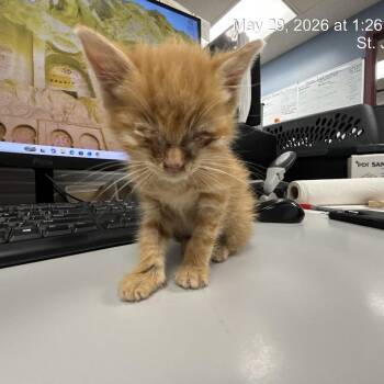 Domestic Short Hair Cats Available for Adoption in Saint Joseph, Missouri - Heebie Jeebies | PetCurious