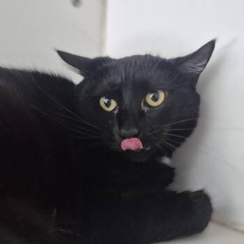 Claire -  Domestic Short Hair Cat for Adoption in Newark, New Jersey - Claire | PetCurious
